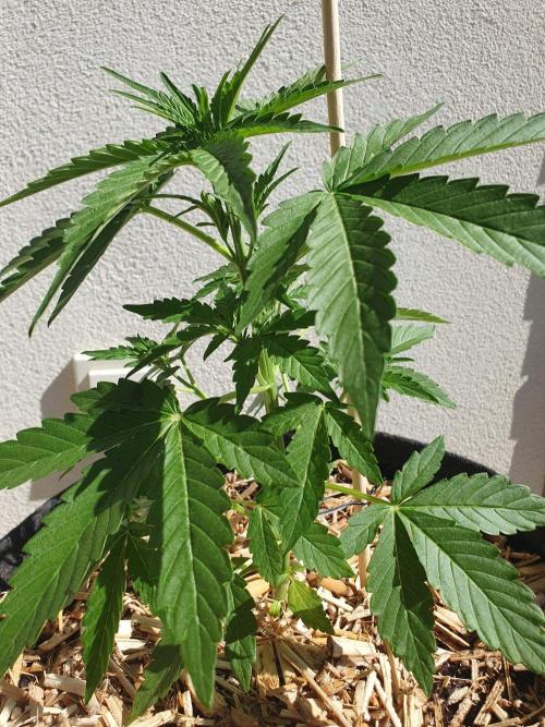 Apollo F1 Late Season Test. Week 3