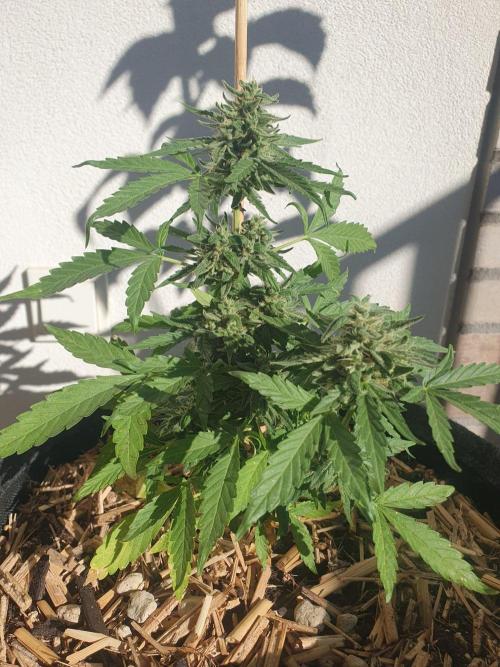 Blueberry Gummy Bears Balcony. Week 8