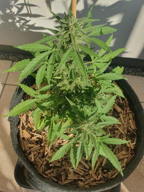 Blueberry Gummy Bears Balcony. Week 8