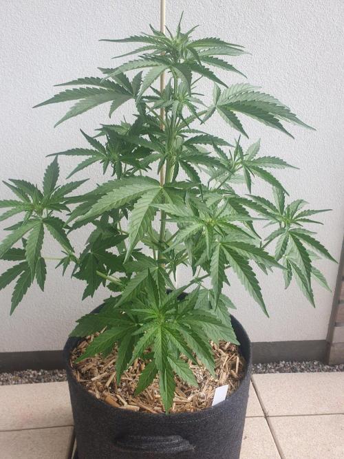 Apollo F1 Odor Test. Week 4