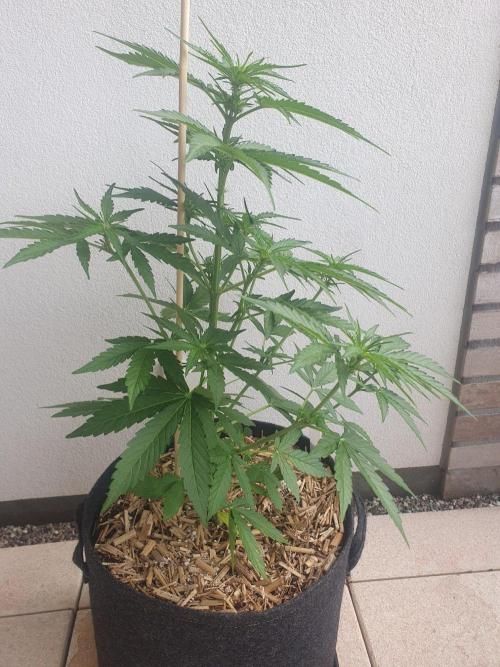 Apollo F1 Odor Test. Week 4