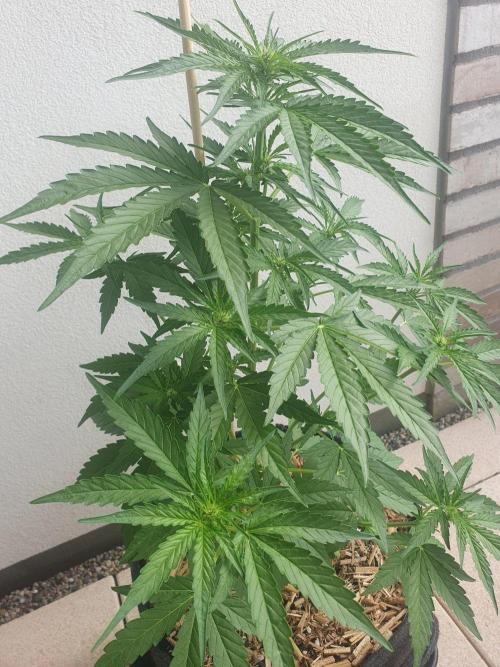 Apollo F1. Week 4