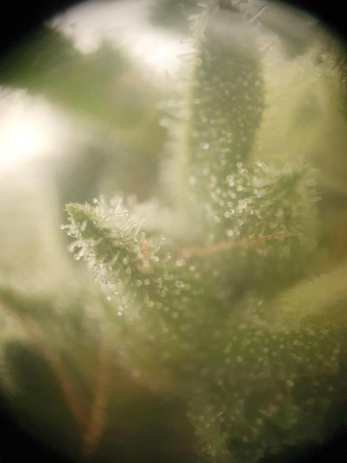Blueberry Gummy Bears Balcony. Week 9