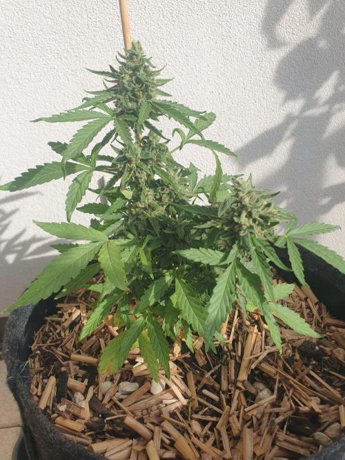 Blueberry Gummy Bears Balcony. Week 9