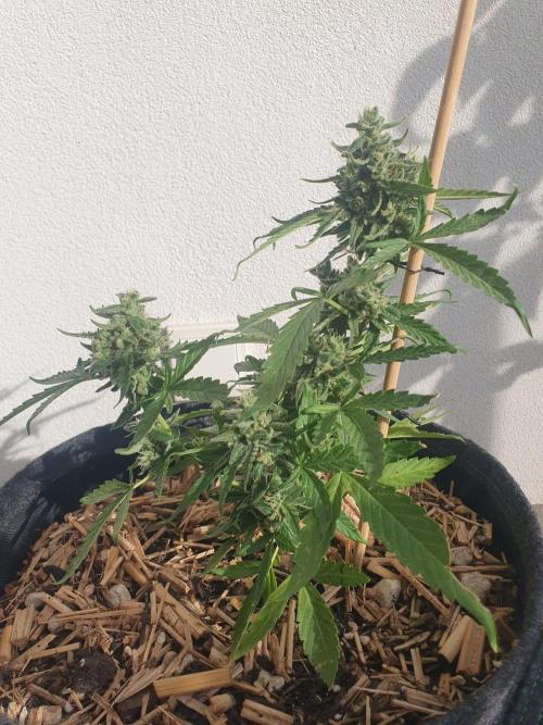 Blueberry Gummy Bears Balcony. Week 9