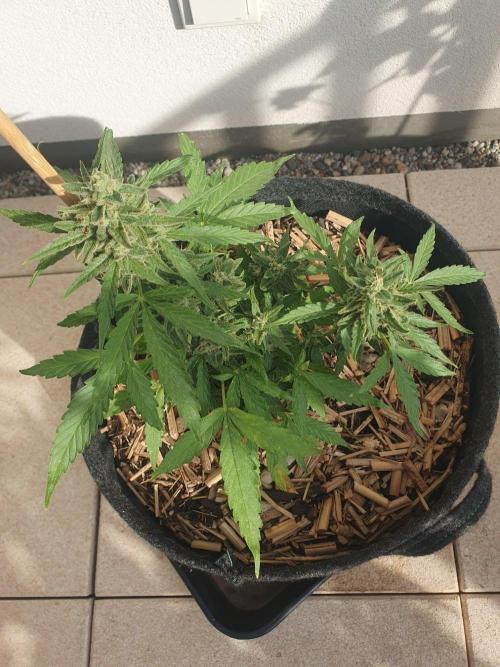 Blueberry Gummy Bears Balcony. Week 9