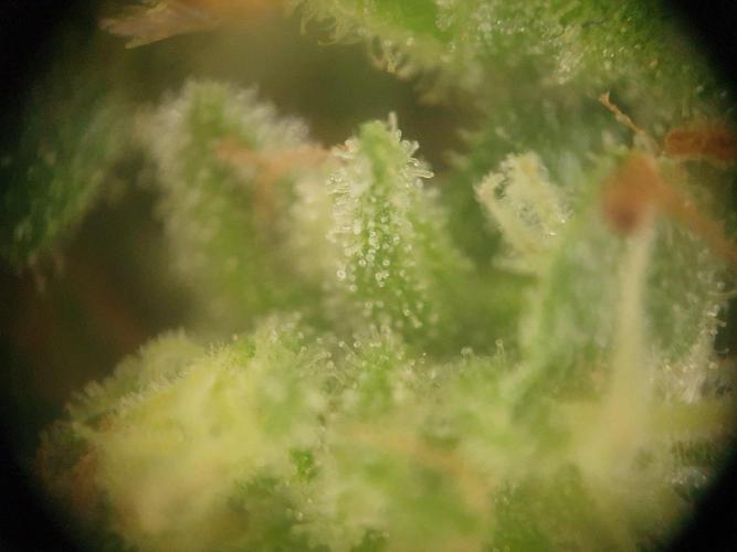 Blueberry Gummy Bears Balcony. Week 9