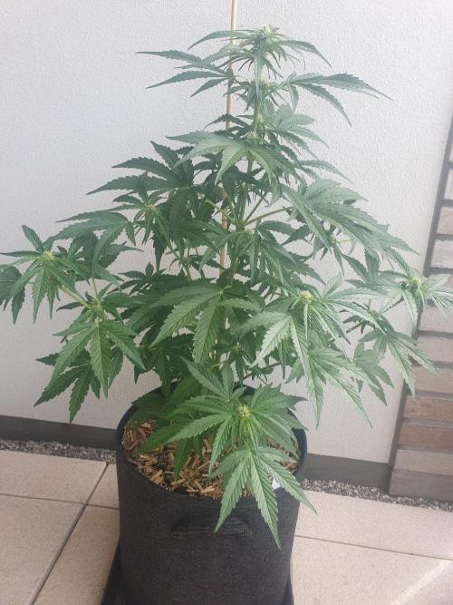 Apollo F1 Odor Test. Week 5