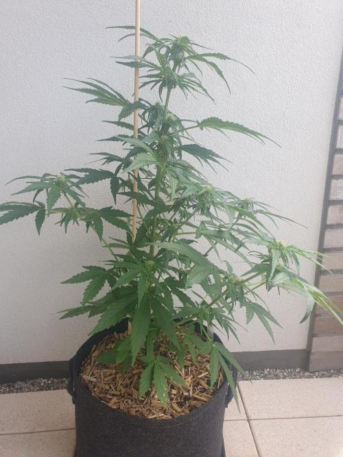 Apollo F1 Odor Test. Week 5