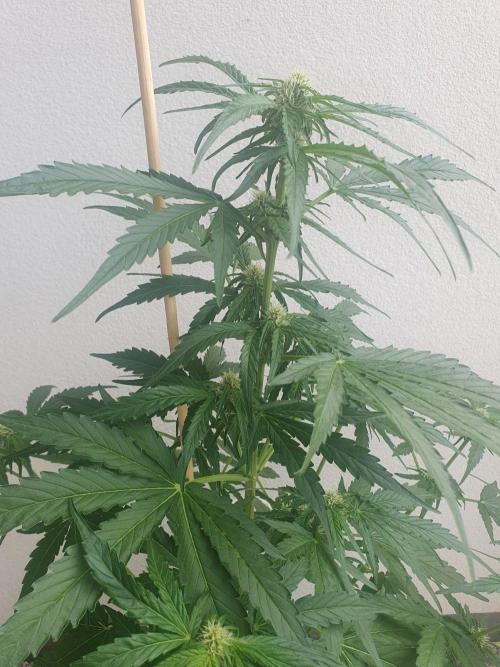 Apollo F1 Odor Test. Week 5