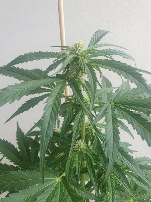 Apollo F1 Auto. Week 5