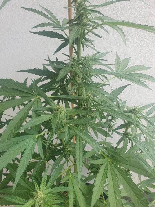 Epsilon F1 Auto. Week 5