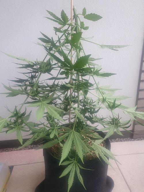 Apollo F1 Auto. Week 6