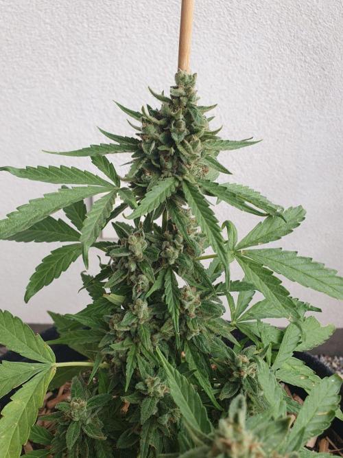 Blueberry Gummy Bears Balcony. Week 10