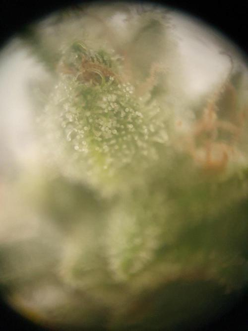 Blueberry Gummy Bears Balcony. Week 10