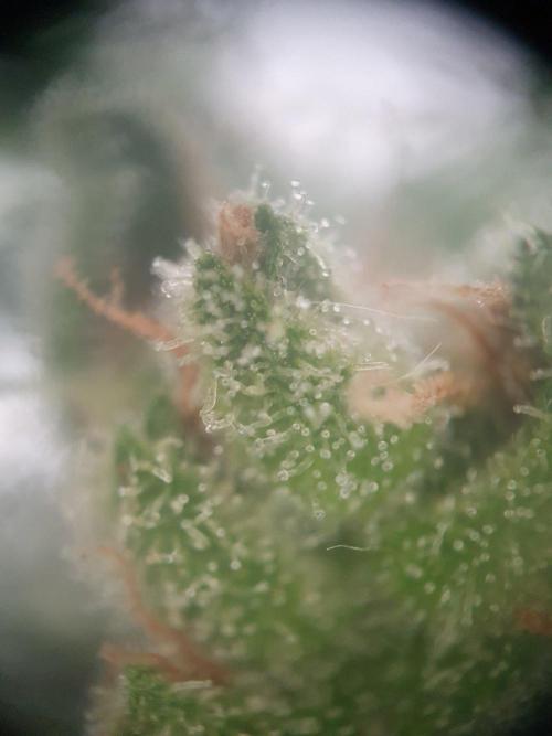 Blueberry Gummy Bears Balcony. Week 10