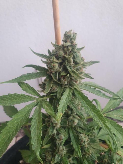 Blueberry Gummy Bears Balcony. Week 11