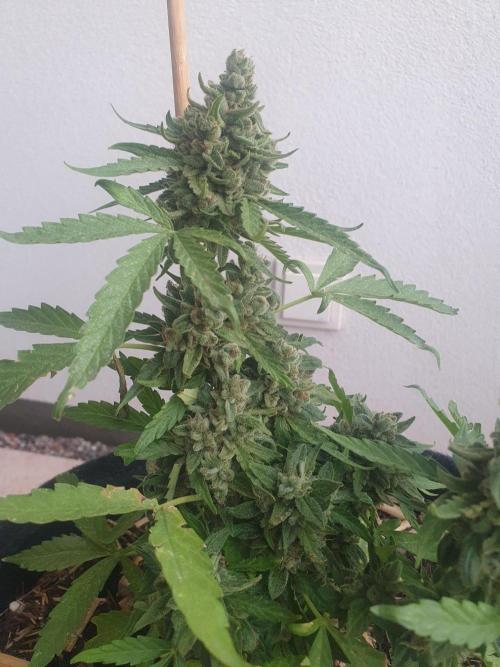 Blueberry Gummy Bears Balcony. Week 11