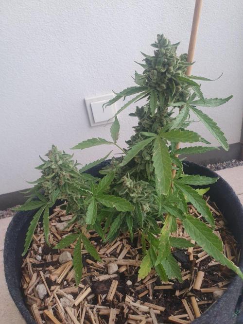 Blueberry Gummy Bears Balcony. Week 11
