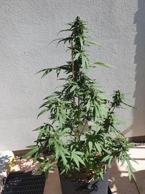 Epsilon F1 Auto. Week 7