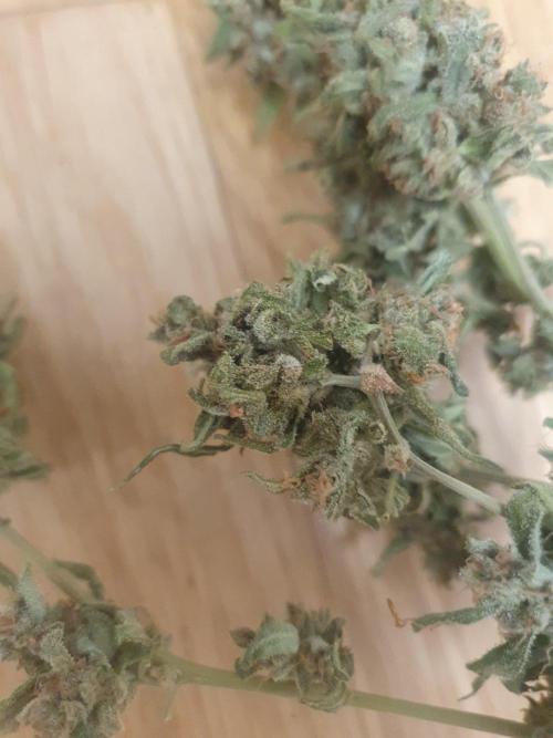 Blueberry Gummy Bears Balcony. Week 11