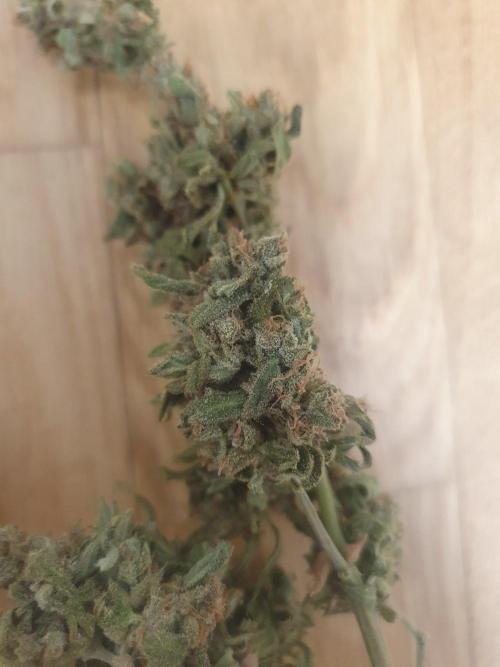 Blueberry Gummy Bears Balcony. Week 11