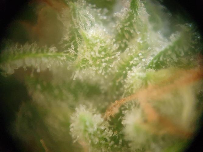 Epsilon F1 Auto. Week 8
