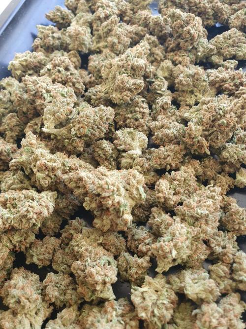 Epsilon F1 Auto. Week 10