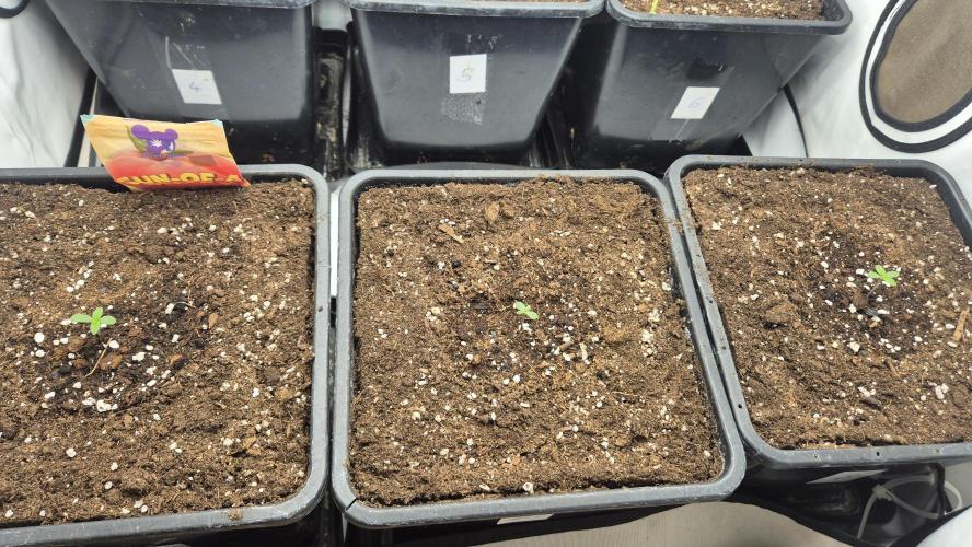 Anesia seeds Sun of Peach :-P. Week 0