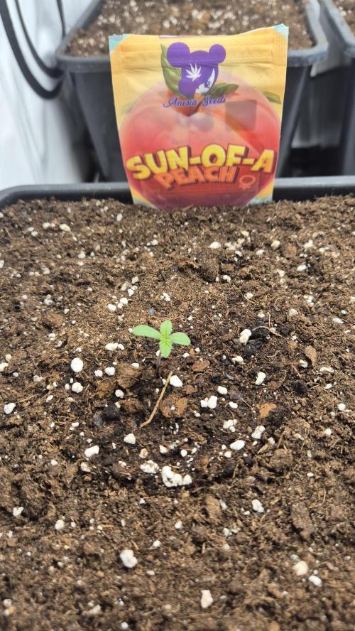 Anesia seeds Sun of Peach :-P. Week 0