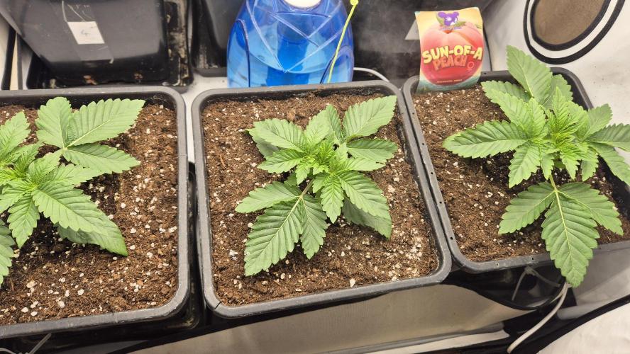 Anesia seeds Sun of Peach :-P. Week 2