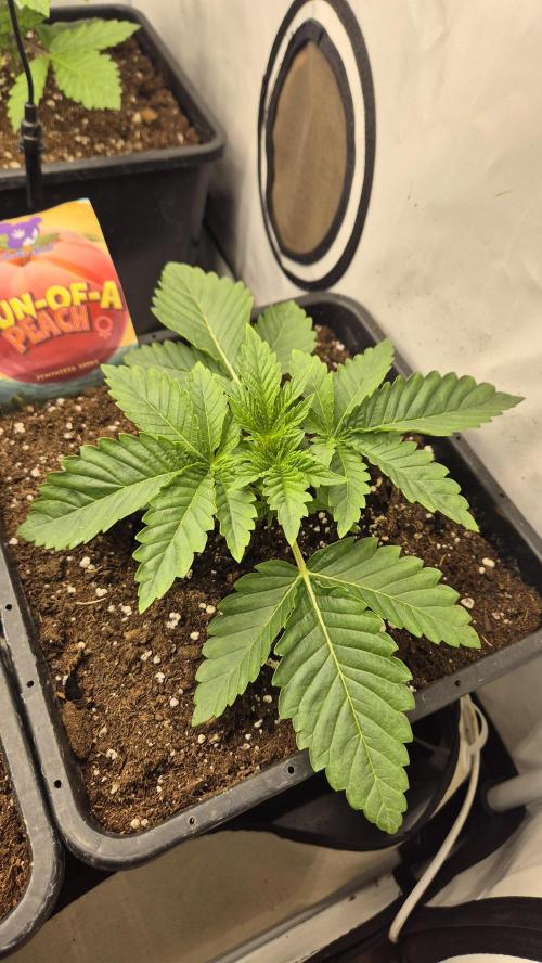 Anesia seeds Sun of Peach :-P. Week 2