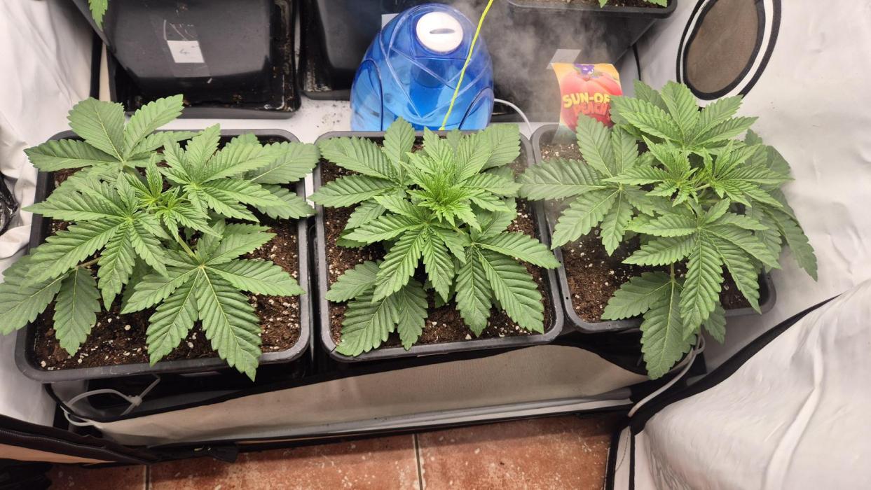 Anesia seeds Sun of Peach :-P. Week 3