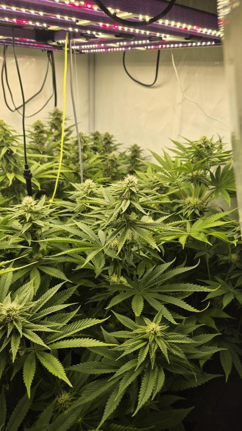 Anesia seeds Sun of Peach :-P. Week 7