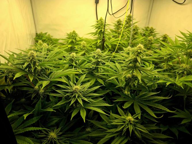 Anesia seeds Sun of Peach :-P. Week 7