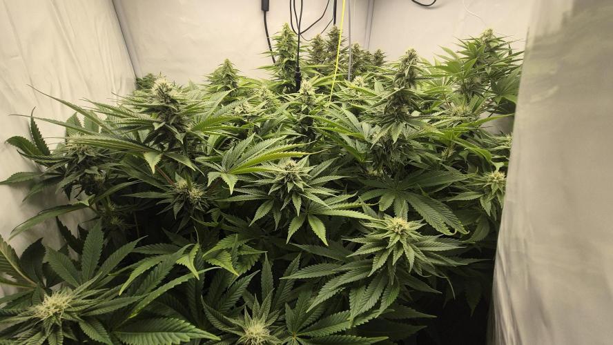 Anesia seeds Sun of Peach :-P. Week 8