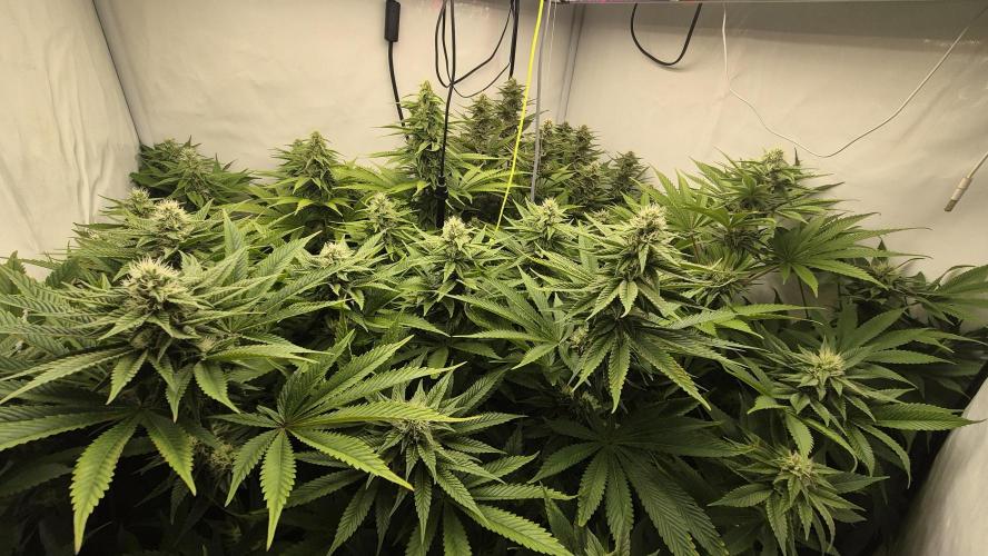 Anesia seeds Sun of Peach :-P. Week 8