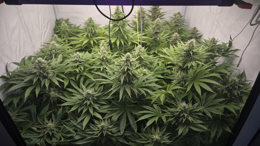 Anesia seeds Sun of Peach :-P. Week 9