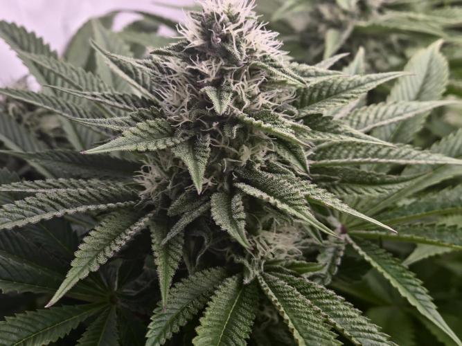 Anesia seeds Sun of Peach :-P. Week 9