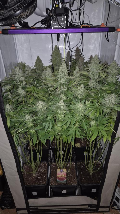 Anesia seeds Sun of Peach :-P. Week 10