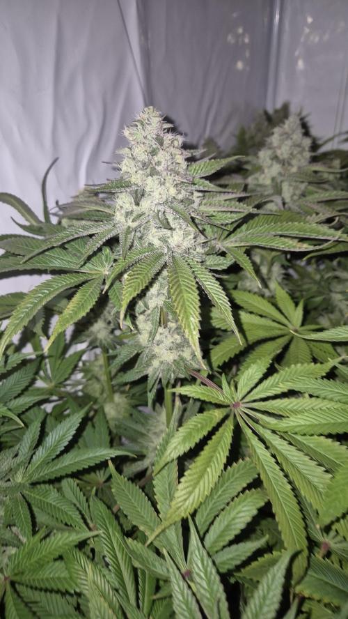 Anesia seeds Sun of Peach :-P. Week 10