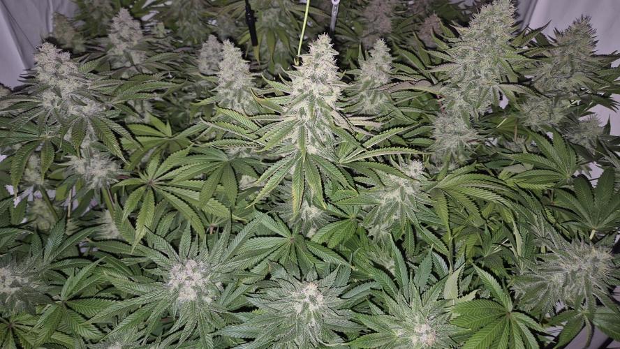 Anesia seeds Sun of Peach :-P. Week 10