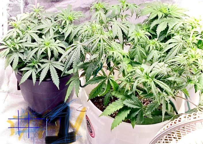 Dustin D. Week 1 - Day 1 flower