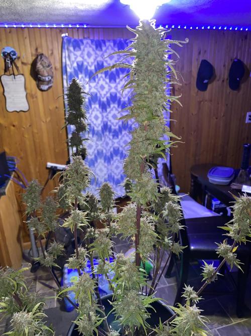 Dustin D. Week 12 - Week 12