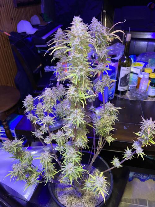 Dustin D. Week 12 - 12