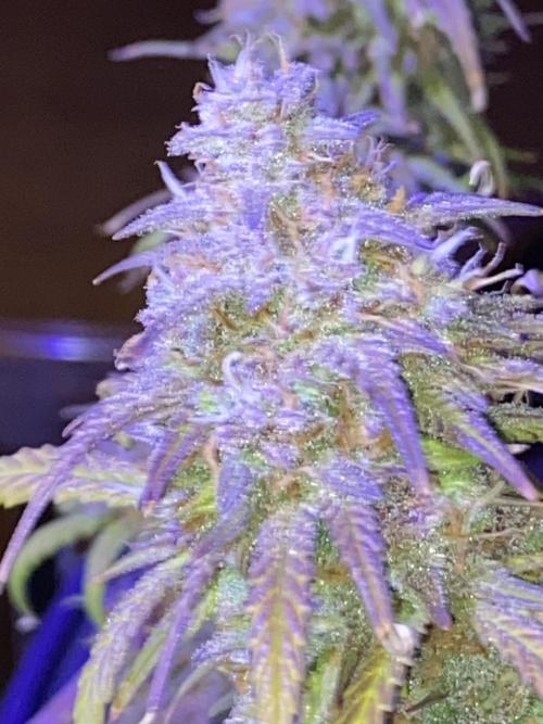 Dustin D. Week 12 - 12