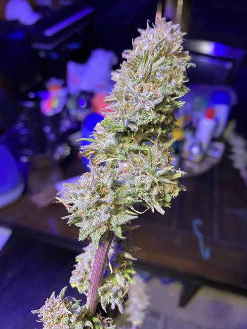 Dustin D. Week 12 - 12