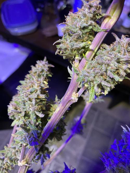 Dustin D. Week 12 - 12