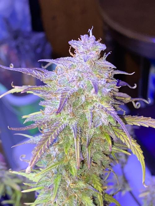 Dustin D. Week 12 - 12