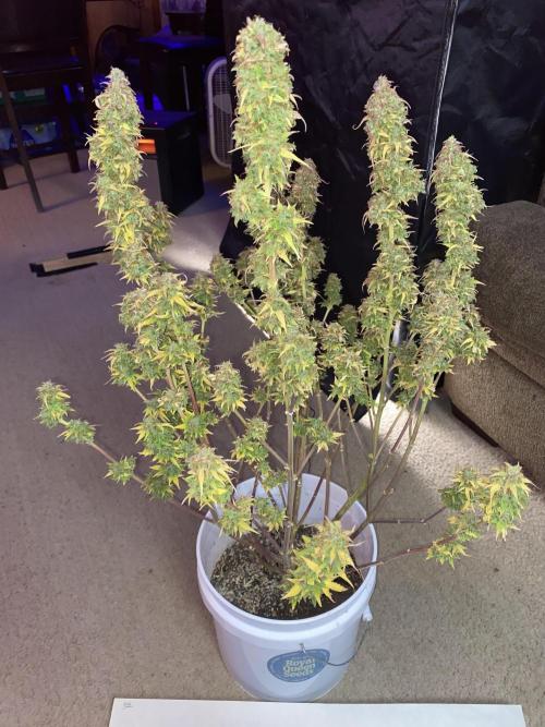 Dustin D. Week 12 - Would love to see this grow outside